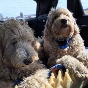 Meet your Posher, Debbie